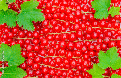 Rote Johannisbeeren mit Grünen blättern