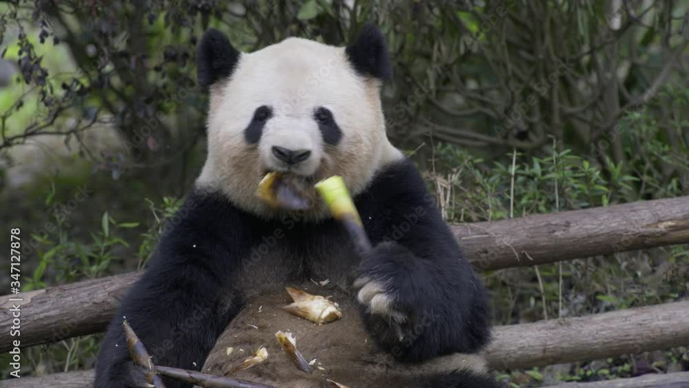 panda eating bamboo panda eating bamboo