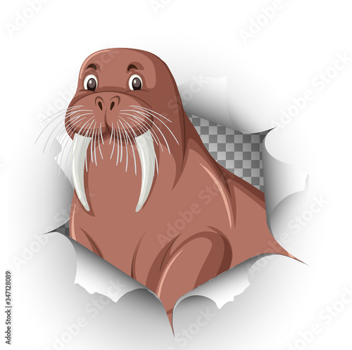 Cute walrus coming out of cracked wall photo