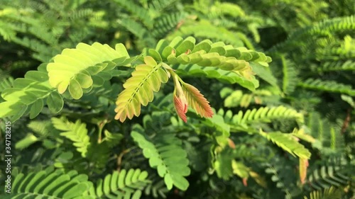 The leaves of the tamarind seedlings are about to grow in full frame.The young saplings of green tamarind trees are sprouting from the branches in the sunlight that is shining through.