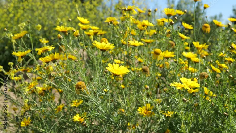 Field of yellow wildflowers blowing in a breeze
Field of yellow wildflowers blowing in a breeze