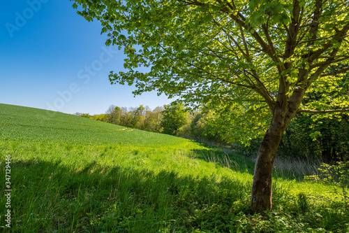 Landschaft mit Feld und Bäumen bei Kuchelmiß