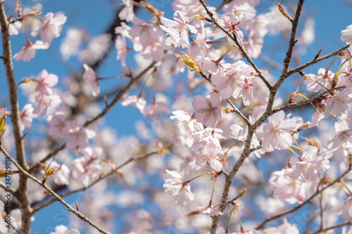 桜　風景　広告　素材　SNS　旅　旅行　クマノザクラ　晴れ　 © Sanato