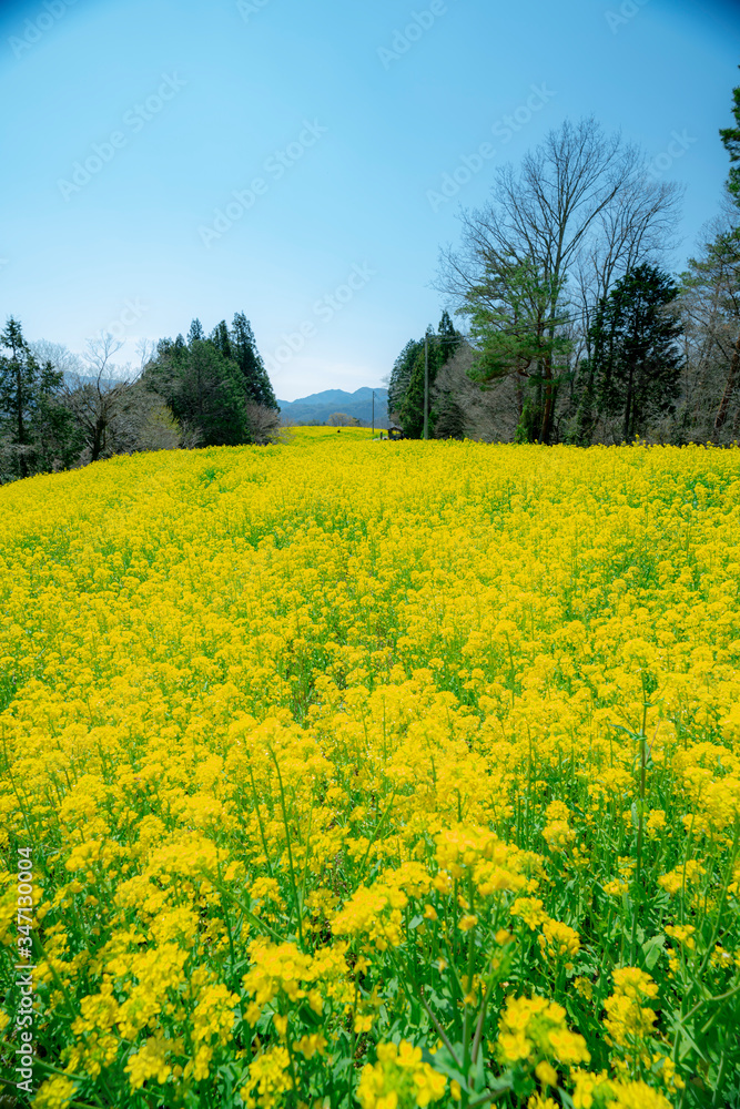 菜の花畑