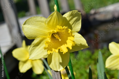 Wild daffodil at bloom early spring. Wonderful flower to look at.
