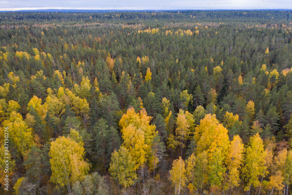 Autumn forest in Karelia aerial view
