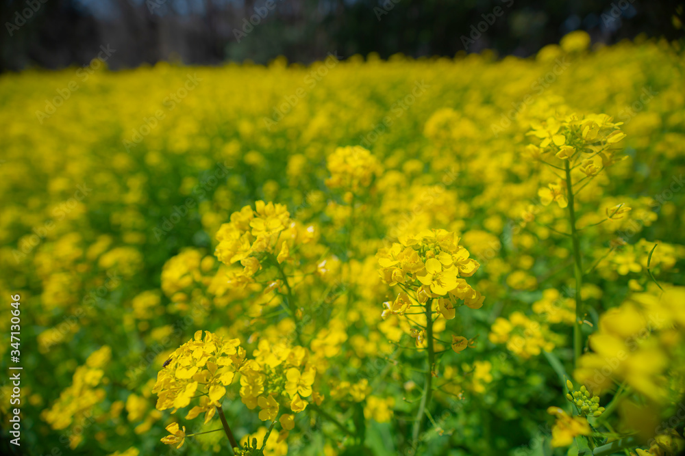 菜の花畑 菜の花畑