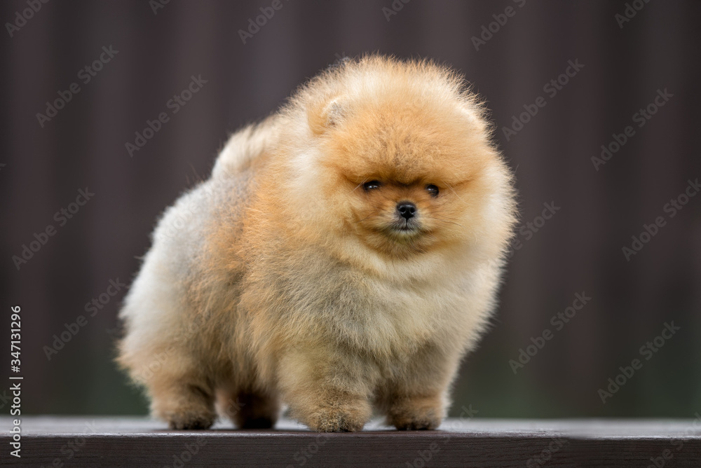 pomeranian spitz puppy standing outdoors on dark background