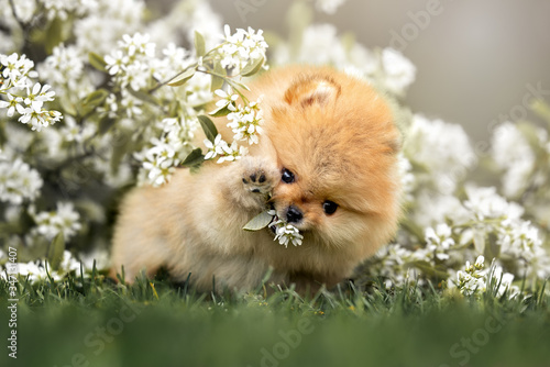 Obraz na plátně happy pomeranian spitz puppy playing with a blooming tree branch