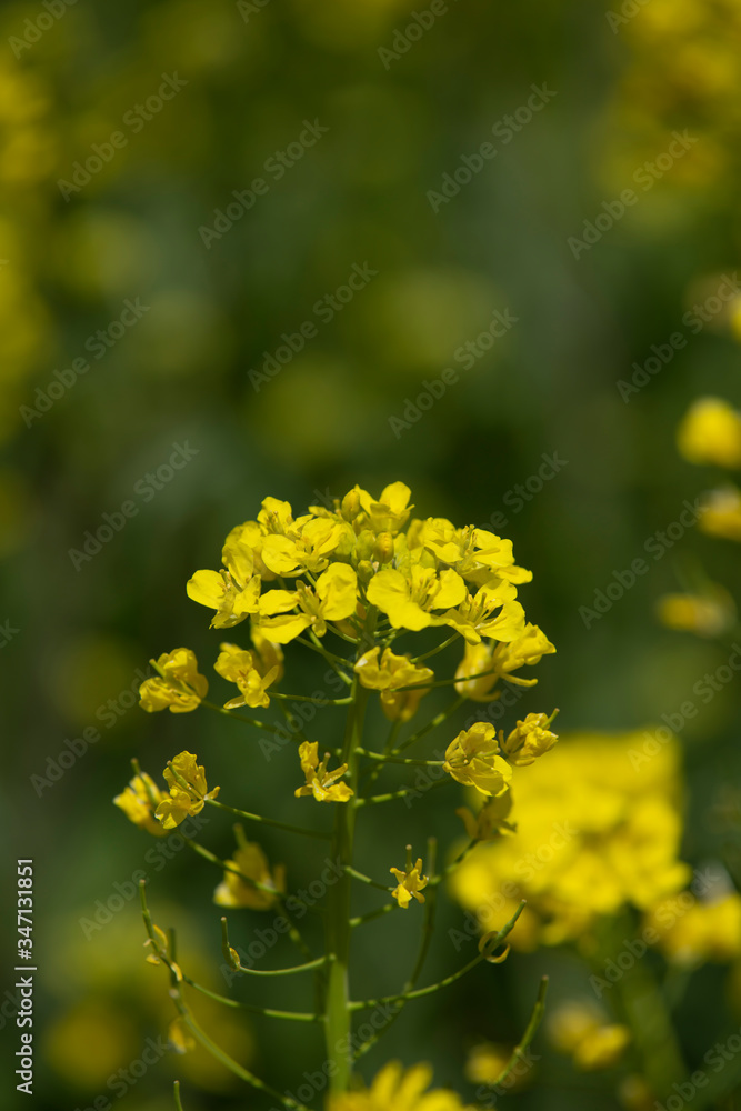 Obraz premium 菜の花畑