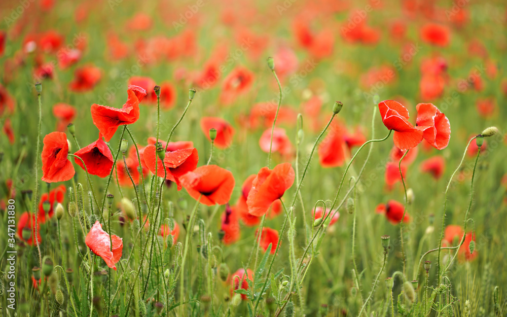 Field of red wild poppies shallow depth of field photo