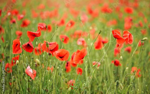 Field of red wild poppies shallow depth of field photo