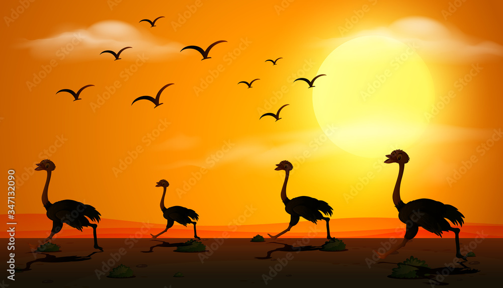 Silhouette scene with ostrich running at sunset