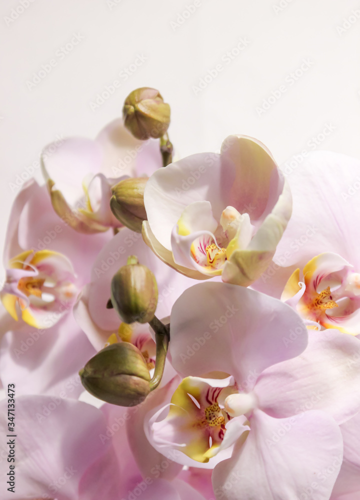 Fototapeta premium Flowering tender orchids. Phalaenopsis flowers.