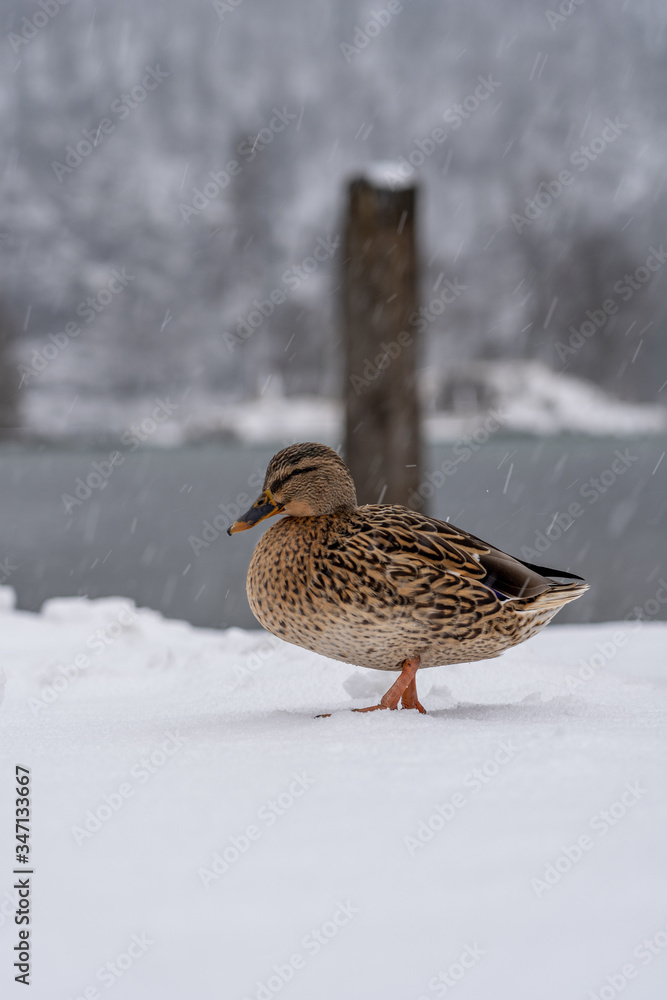 Mallards duck walk by Lake Konigssee Germany during snow in winter time Mallards duck walk by Lake Konigssee Germany during snow in winter time