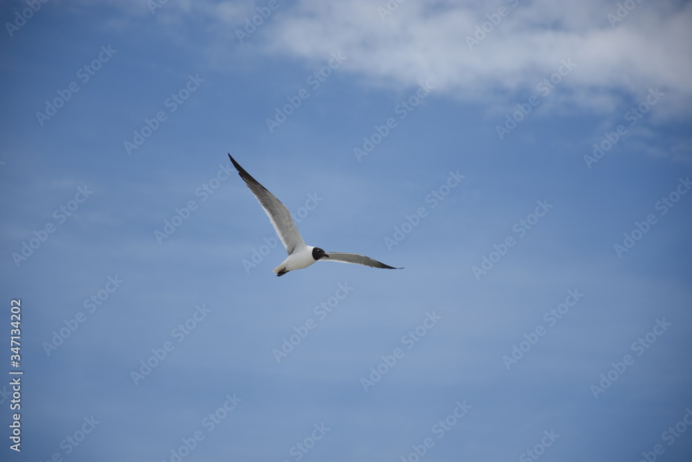 Black-Headed Gull in Flight