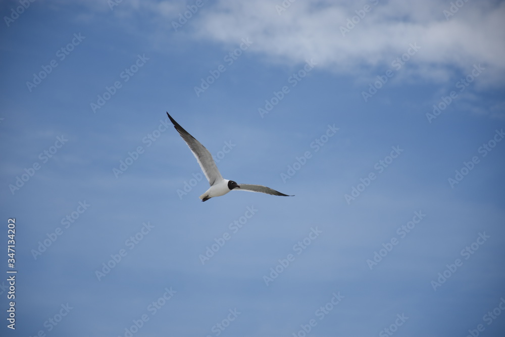 Black-Headed Gull in Flight Black-Headed Gull in Flight