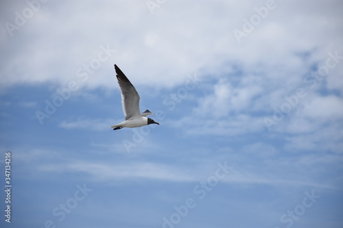 Black-Headed Gull in Flight