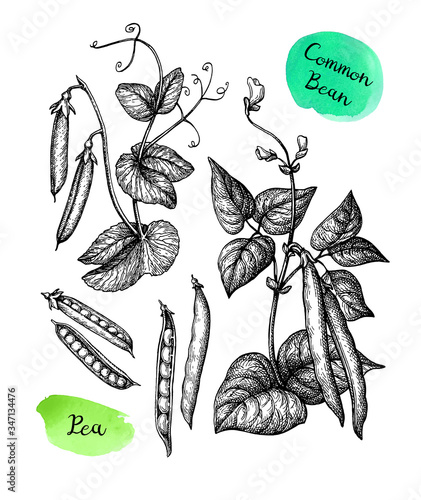 Common bean and Pea plant.