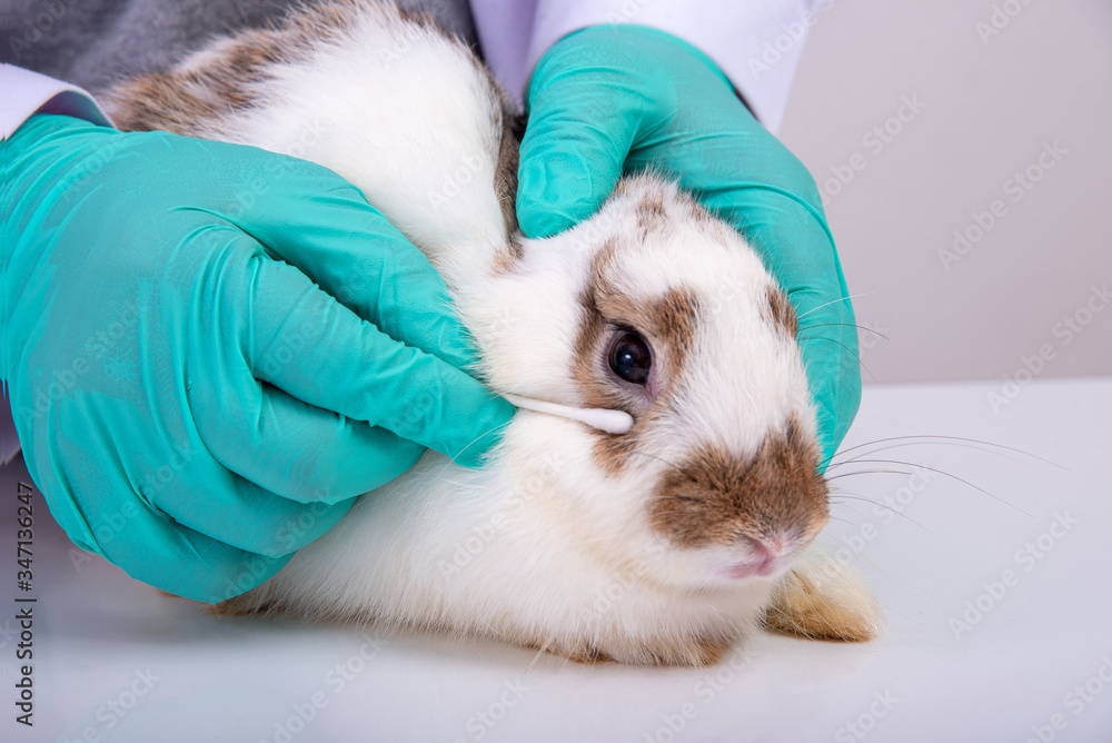 Veterinarian is examining and cleaning rabbit with cotton buds.