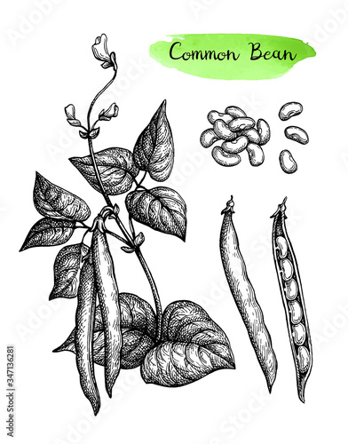 Ink sketch of common bean