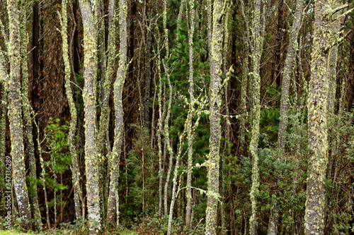 View of moss covered trees in native forest Tasmania