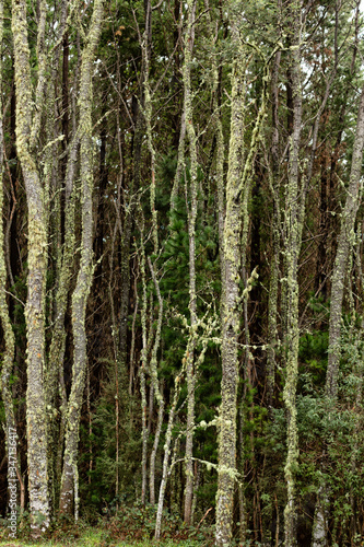 View of moss covered trees in native forest Tasmania
