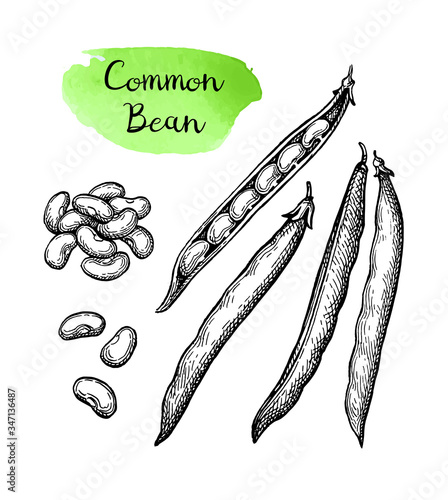 Ink sketch of common bean