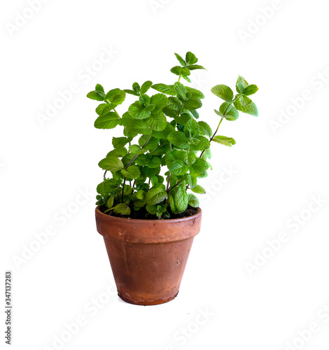 Mint plant in clay pot
