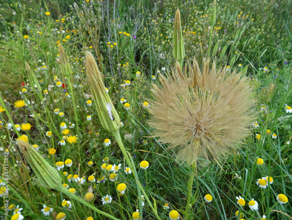 Salsify Wild Plant Native To Southeast Europe And North Africa Name 