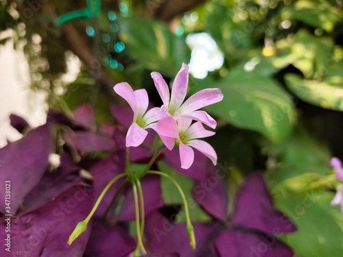 Oxalis triangularis