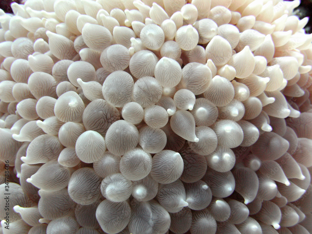 Anemone Bianco Anemone Bianco