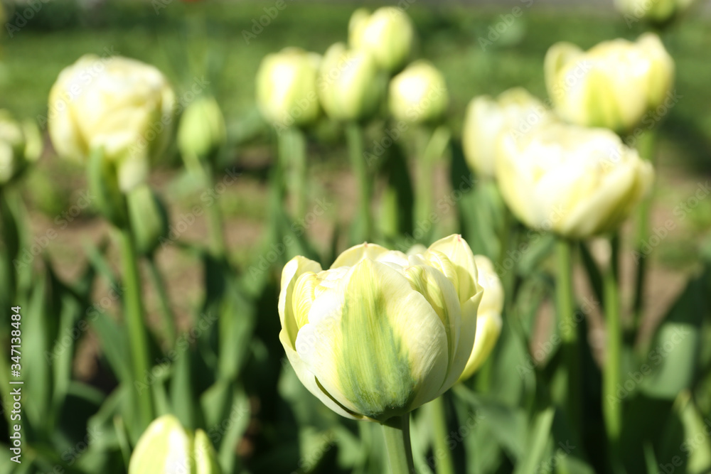 Fototapeta premium Beautiful blooming tulip outdoors on sunny day