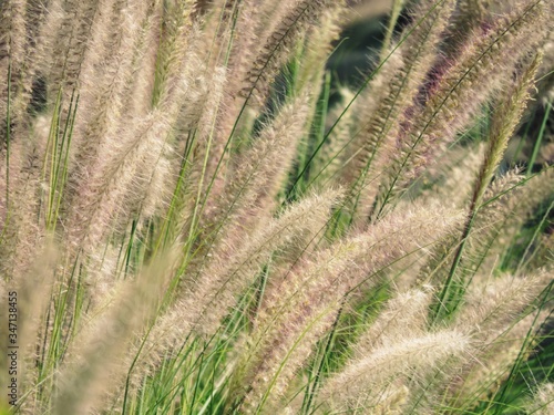 Close-up Of Wheat Growing On Field