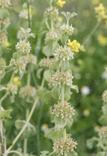 Marrubium vulgare white or common horehound ash green plant with small yellowish white flowers