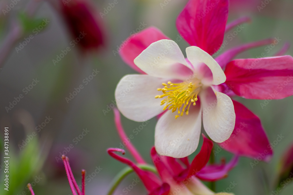 Langspornige Akelei Rose Queen (Aquilegia caerulea) in voller Blüte mit zarten Blütenblättern mit rosa Blüten und weißen Blüten blüht im Frühling und auch als Schnittblume zum Muttertag begehrt