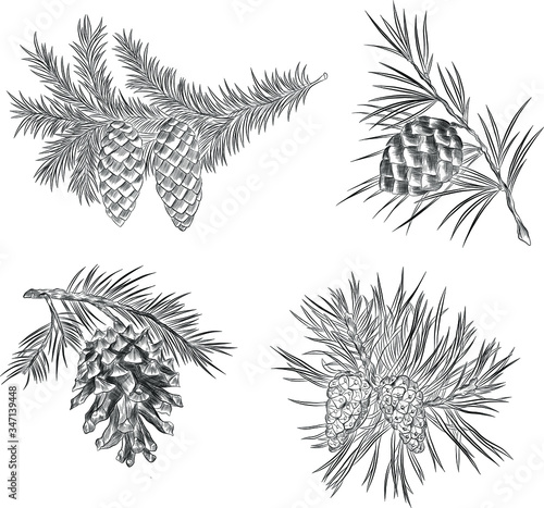 black and white sketch Christmas branch with cones in the new year
