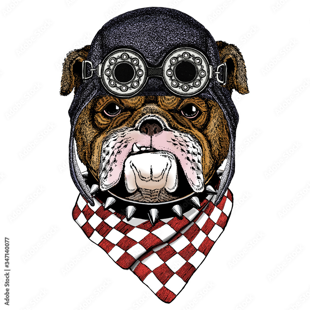 Fototapeta premium Bulldog, dog. Portrait of cute animal. Aviator flying leather helmet with googles.