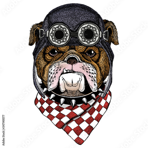 Bulldog, dog. Portrait of cute animal. Aviator flying leather helmet with googles.