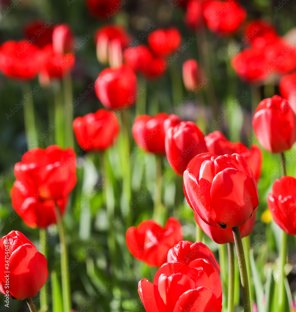 Floral background, red tulips in the garden. Flowers backdrop for holiday brand design Floral background, red tulips in the garden. Flowers backdrop for holiday brand design