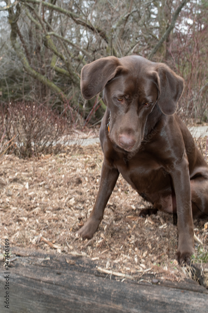 Adult Male Chocolate Lab looking curiously down to the ground Adult Male Chocolate Lab looking curiously down to the ground