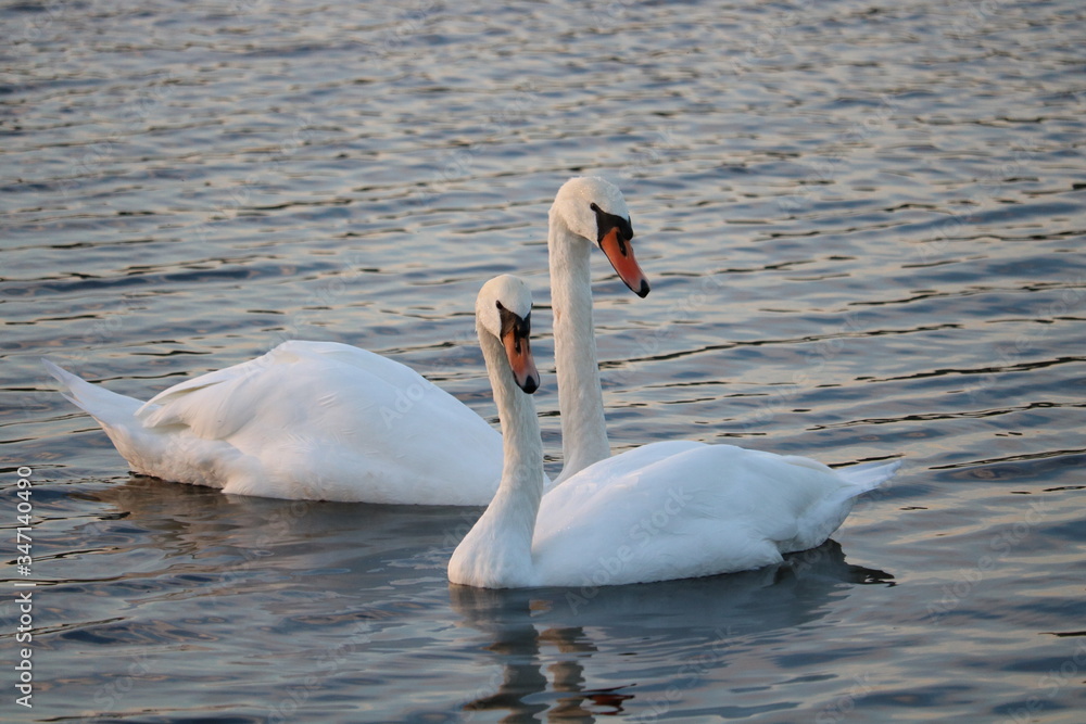 Fototapeta premium Two swans on water