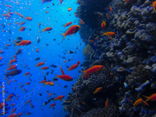 Fototapeta Naklejka Na Ścianę i Meble -  Anthias su Barriera Corallina