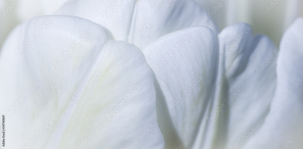 Fototapeta Streszczenie tło kwiatowy, kwiat biały tulipan. Makro kwiaty tło do projektowania marki wakacyjnej