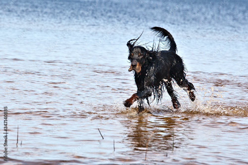 Dynamic portrait of dog setter Gordon running through the water in spray of water in the sun Dynamic portrait of dog setter Gordon running through the water in spray of water in the sun