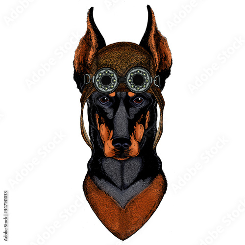 Dog, doberman. Portait of animal. Aviator flying leather helmet with googles.