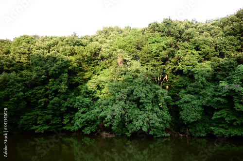 東京日本の山間部に鬱蒼と茂る神秘的な森林
