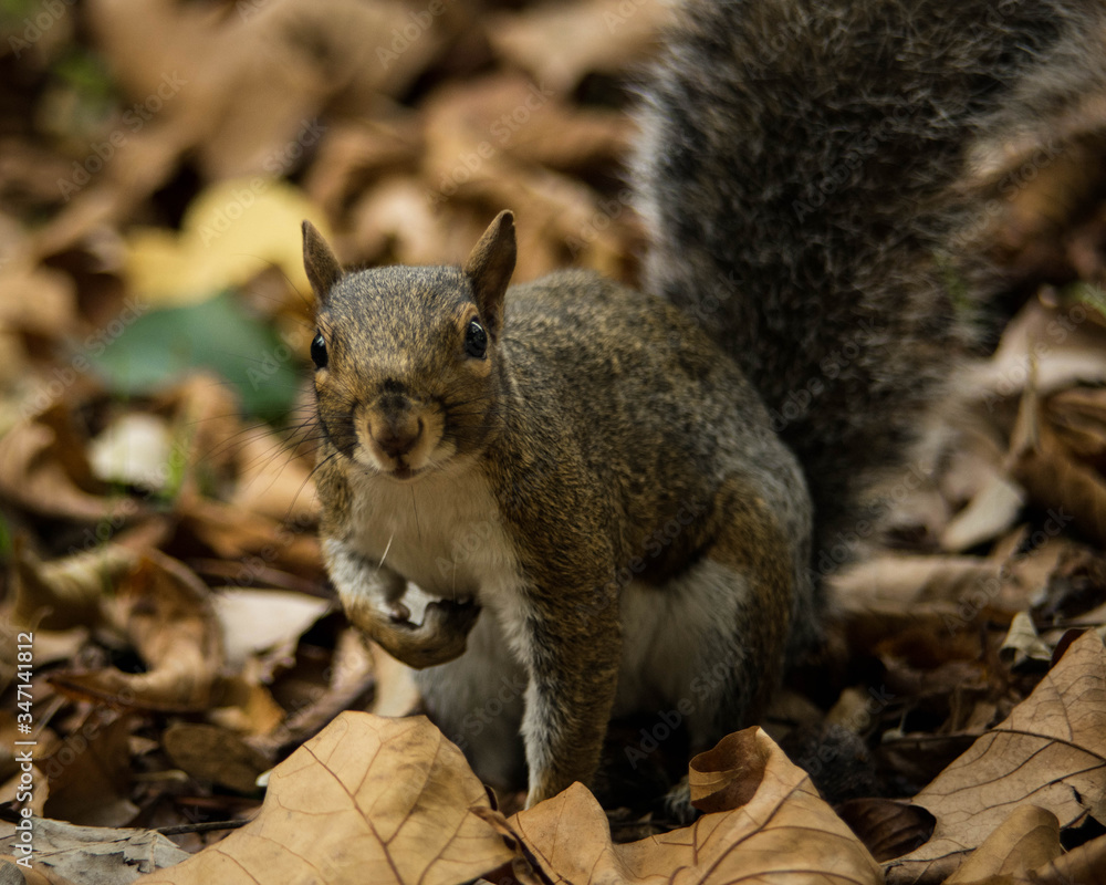 squirrel in the park squirrel in the park
