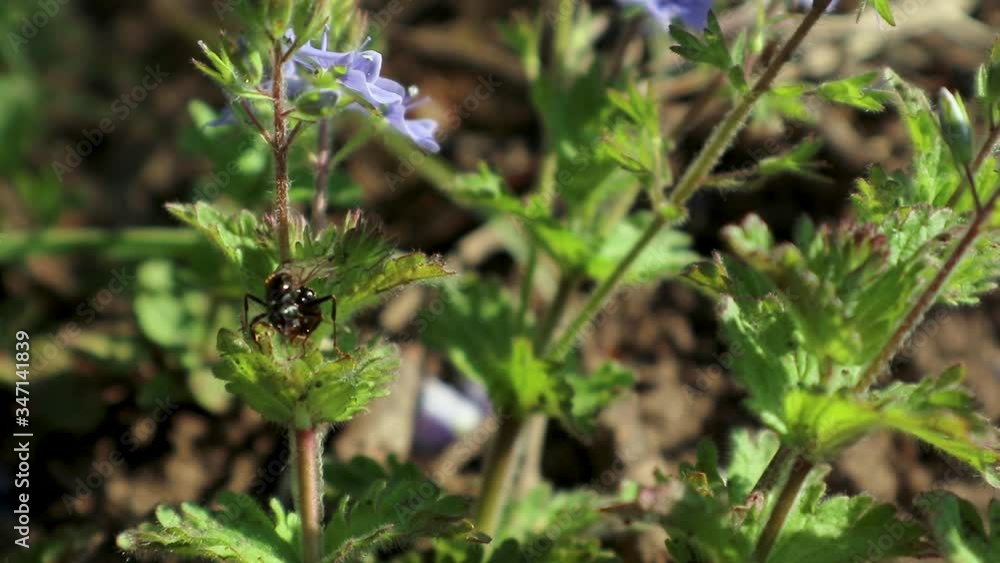 Flying winged ant, alates sits on spring delicate blue flowers, wild life macro with green leaves and blurred video slow-motion background Flying winged ant, alates sits on spring delicate blue flowers, wild life macro with green leaves and blurred video slow-motion background