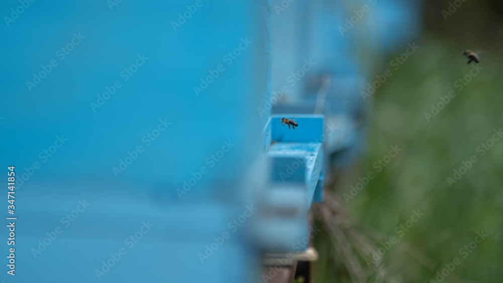 Fototapeta premium Bees flying in honeycomb on bright day